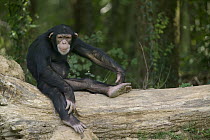 Bonobo (Pan paniscus) sitting on fallen tree, La Vallee Des Singes Primate Center, France