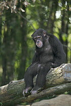 Bonobo (Pan paniscus) young male sitting on fallen tree, La Vallee Des Singes Primate Center, France