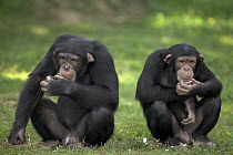 Chimpanzee (Pan troglodytes) pair eating fruit, photographed at the La Vallee des Singes primate center in France
