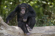 Chimpanzee (Pan troglodytes) young male sitting on fallen tree, La Vallee Des Singes Primate Center, France
