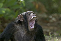 Chimpanzee (Pan troglodytes) adult yawning, La Vallee Des Singes Primate Center, France