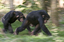 Chimpanzee (Pan troglodytes) pair knuckle-walking, La Vallee Des Singes Primate Center, France