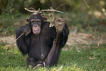 Chimpanzee (Pan troglodytes) young male playing with a twig, La Vallee Des Singes Primate Center, France