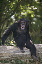 Bonobo (Pan paniscus) young male sitting on fallen tree, La Vallee Des Singes Primate Center, France