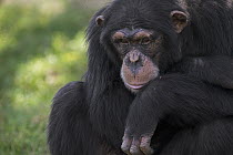 Chimpanzee (Pan troglodytes) portrait, La Vallee Des Singes Primate Center, France