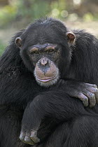 Bonobo (Pan paniscus) portrait, La Vallee Des Singes Primate Center, France
