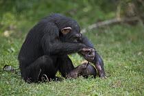 Chimpanzee (Pan troglodytes) using a stick to get milk and meat out of a coconut, La Vallee Des Singes Primate Center, France