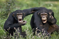 Chimpanzee (Pan troglodytes) pair vocalizing, La Vallee Des Singes Primate Center, France