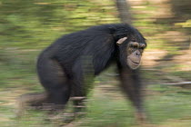 Bonobo (Pan paniscus) knuckle-walking through grass, native to Africa