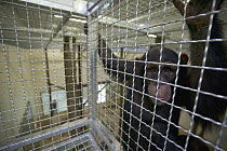 Chimpanzee (Pan troglodytes), La Vallee Des Singes Primate Center, France