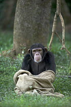 Chimpanzee (Pan troglodytes) playing with burlap sack, La Vallee Des Singes Primate Center, France