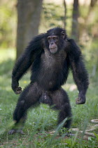 Chimpanzee (Pan troglodytes) adult male standing upright, La Vallee Des Singes Primate Center, France