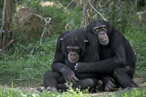Chimpanzee (Pan troglodytes) pair napping and embracing, La Vallee Des Singes Primate Center, France
