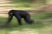 Chimpanzee (Pan troglodytes) knuckle-walking through grass, La Vallee Des Singes Primate Center, France