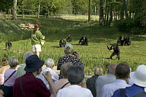 Chimpanzee (Pan troglodytes) putting on a show for spectators, at La Vallee Des Singes Primate Center, France