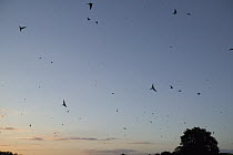 Barn Swallow (Hirundo rustica) flock flying over a corn field during migration, Poitou, France