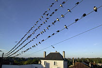 Barn Swallow (Hirundo rustica) migratory flock perching on telephone wire, Poitou, France