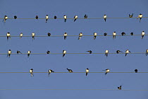 Barn Swallow (Hirundo rustica) migratory flock of forty birds perching on telephone wire, Poitou, France
