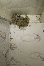 Barn Swallow (Hirundo rustica) nest inside a storage room at a farm, Picardie, France