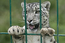 Snow Leopard (Uncia uncia) confiscated by government anti-poaching team, Kyrghyzstan