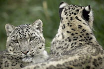 Snow Leopard (Uncia uncia) pair resting, native to Asia and Russia