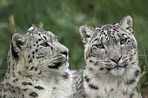 Snow Leopard (Uncia uncia) pair resting, native to Asia and Russia