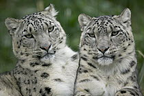Snow Leopard (Uncia uncia) pair sitting together, native to Asia and Russia