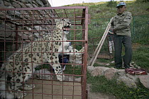 Snow Leopard (Uncia uncia) confiscated by government anti-poaching team, Kyrghyzstan