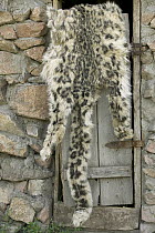 Snow Leopard (Uncia uncia) pelt confiscated by government anti-poaching team, Kyrghyzstan