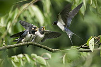 Barn Swallow (Hirundo rustica) fledglings on the morning they left the nest, begging for food from parent, Picardie, France