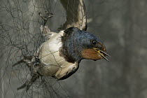 Barn Swallow (Hirundo rustica) caught in mist net set by researchers trying to determine the decline of swallow populations, Picardie, France