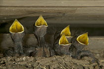 Barn Swallow (Hirundo rustica) chicks in mud nest begging for food, Picardie, France