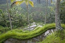 Terraced rice paddy, Ubud area, Bali, Indonesia