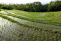 Terraced rice paddy, Ubud area, Bali, Indonesia