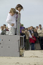 Common Seal (Phoca vitulina) found as a baby on the coast of Picardie being released by children, France