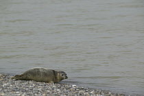 Common Seal (Phoca vitulina) found as a baby on the coast of Picardie returning to the wild, France