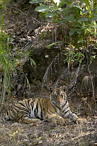 Tiger (Panthera tigris) six month old cub, Bandhavgarh National Park, India