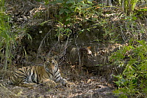 Tiger (Panthera tigris) six month old cub, Bandhavgarh National Park, India