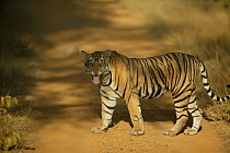 Tiger (Panthera tigris) growling, Ranthambore National Park, India