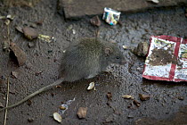 Black Rat (Rattus rattus) foraging, Agra Railway Station, India
