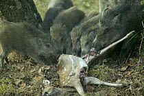 Wild Boar (Sus scrofa) feeding on Axis Deer (Axis axis) stolen from Dholes, Bandhavgarh National Park, India