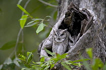 Indian Scops Owl (Otus bakkamoena) pair in nest cavity, India