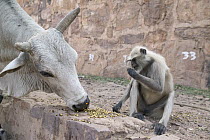 Hanuman Langur (Semnopithecus entellus) sharing offering with sacred cow, Ranthambore Reserve, Rajasthan, India