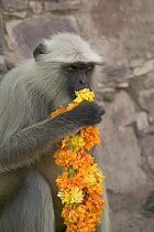Hanuman Langur (Semnopithecus entellus) eating flower necklace given as offering, Ranthambore Reserve, Rajasthan, India