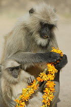 Hanuman Langur (Semnopithecus entellus) mother and baby eating flower necklace given as offering, Ranthambore Reserve, Rajasthan, India