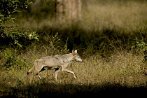 Indian Wolf (Canis lupus pallipes) female, Bandhavgarh National Park, India