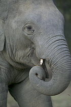 Asian Elephant (Elephas maximus) domestic juvenile, India