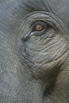Asian Elephant (Elephas maximus) eye of young domestic, India
