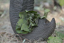 Asian Elephant (Elephas maximus) domestic, using trunk, India