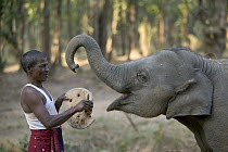 Asian Elephant (Elephas maximus) mahout feeding young domestic elephant bread, India